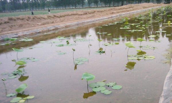 蓮藕塘土工膜產(chǎn)品優(yōu)勢
